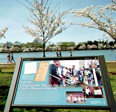 Plaque with information about the annual National Cherry Blossom festival in the Spring.
