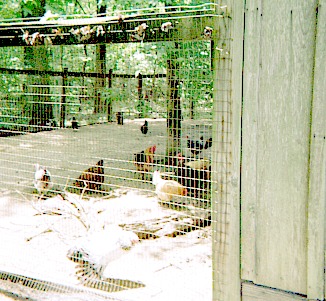 Farm chickens in a cage.