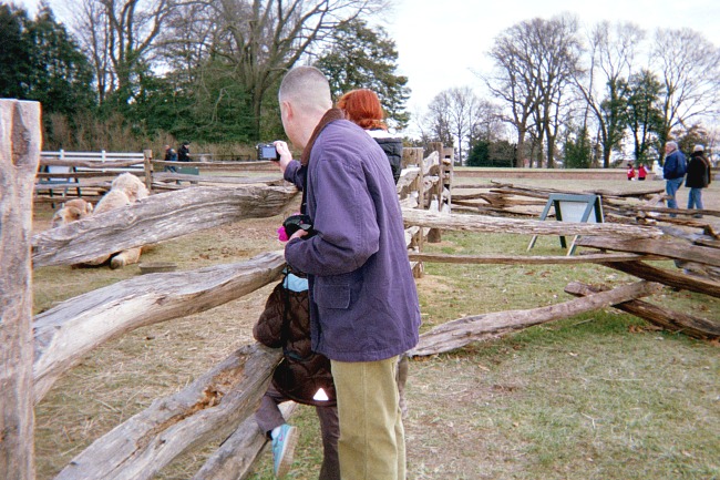 Camel at Mount Vernon in Virginia.