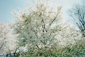Cherry tree at the tidal basin in Washington, DC.