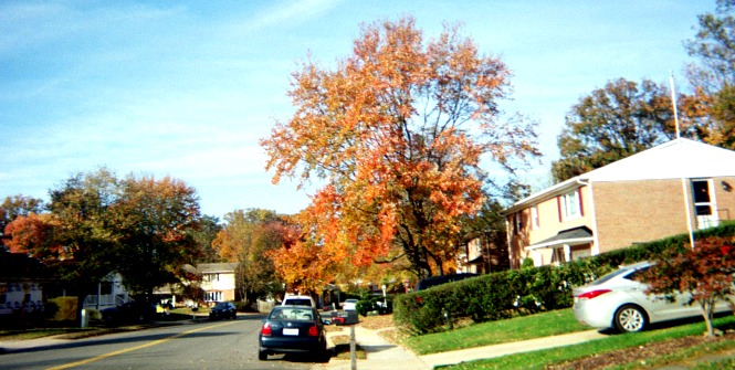 Autumn scene of a tree.