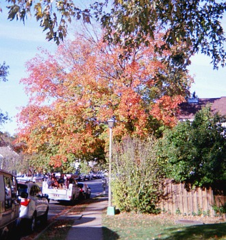 Tree with changing leaves in autumn.