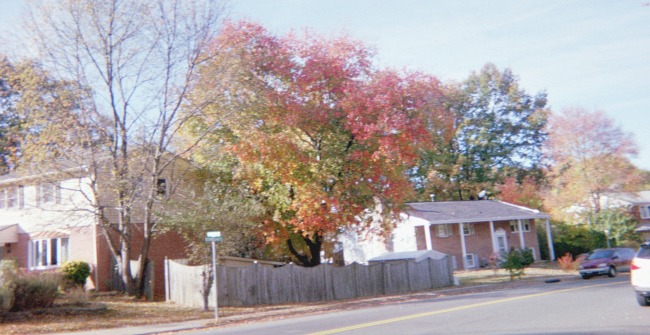 Autumn trees with leaves changing colors.