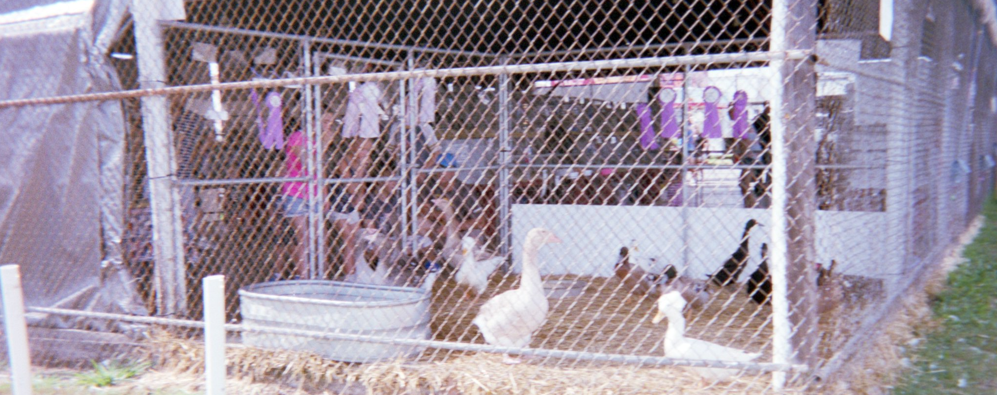 Caged geese