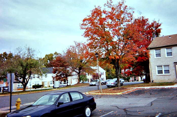 Houses in a neighborhood.
