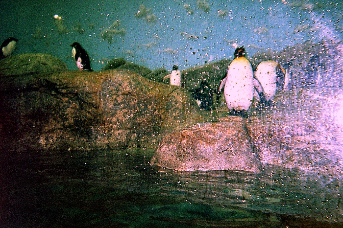 Penguins under water in a zoo.