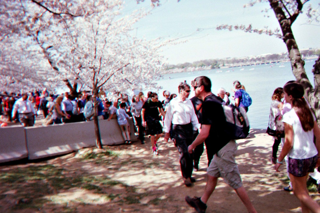 Tourists at the Tidal Basin looking at the cherry trees in bloom.