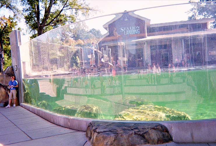 Google for education can be used to study these sea lions in school.