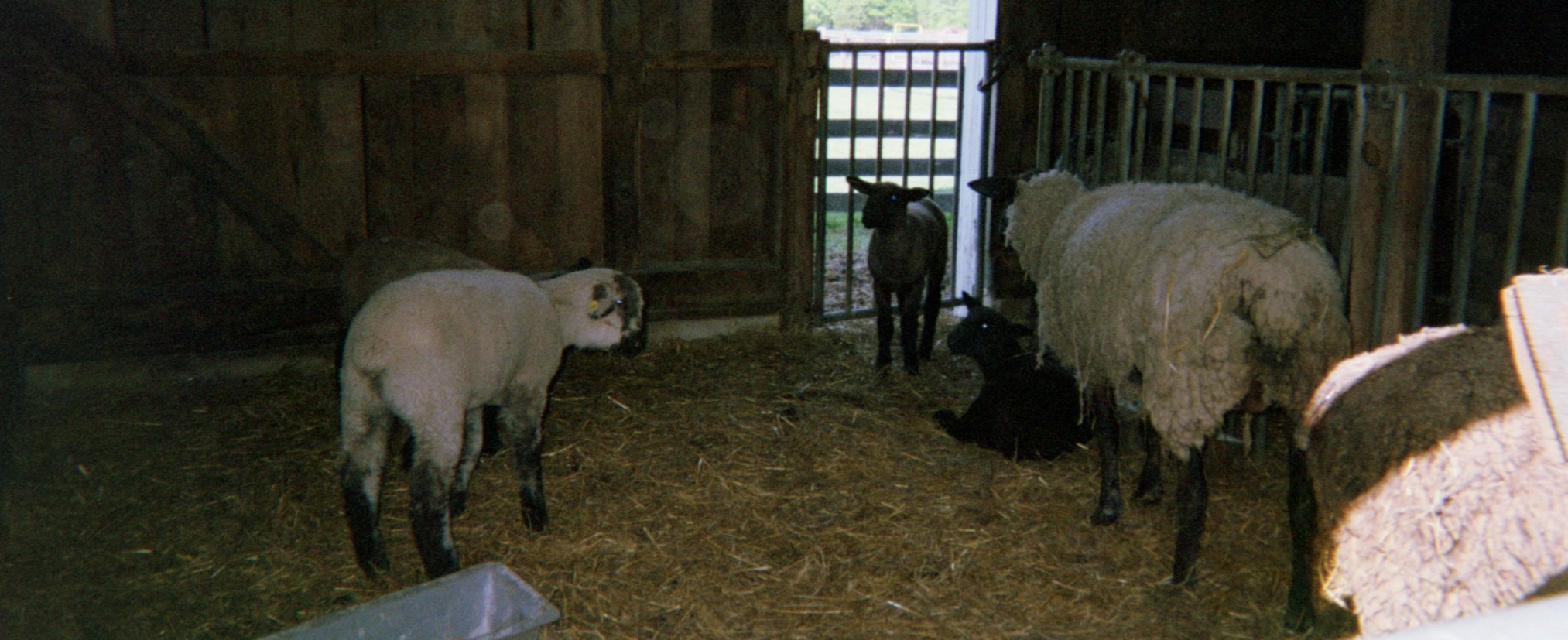 Baby lambs in their stall.