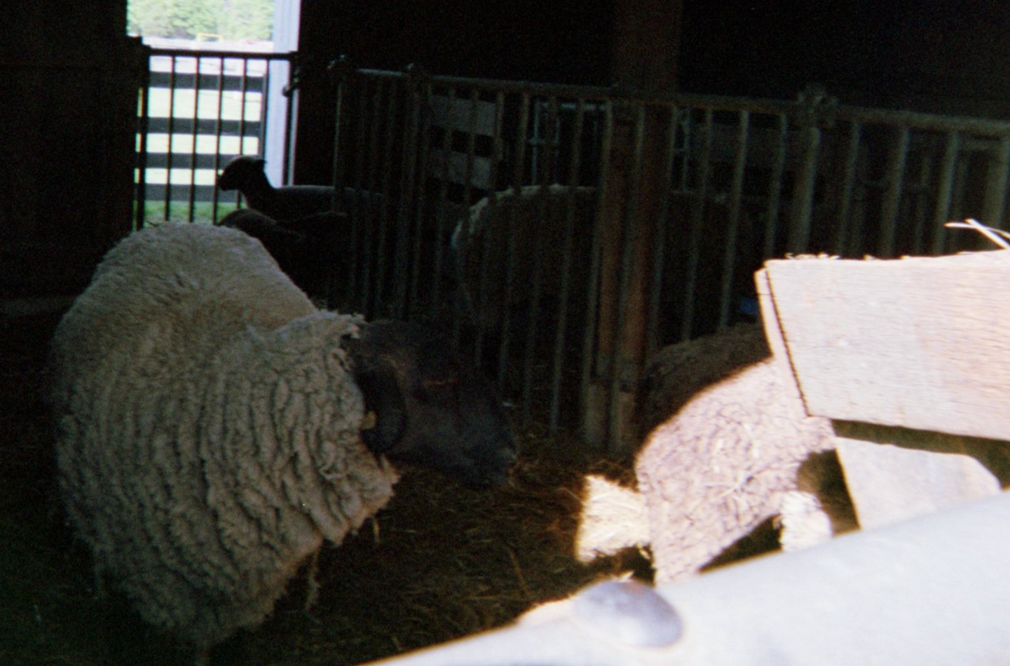 Sheep in a stall in Frying Pan Park, Virginia.