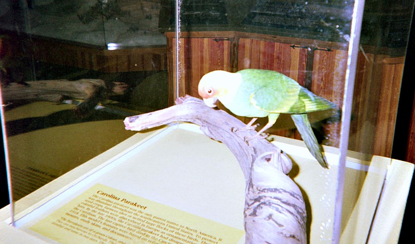 Education resource tools can include museum exhibits like this one on the extinct Carolina Parakeet. Education resource tools can include museum exhibits like this one on the extinct Carolina Parakeet.