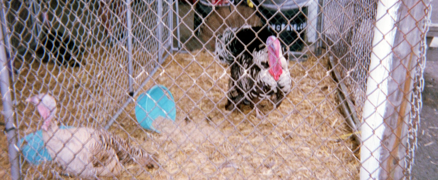 Turkeys in a cage.