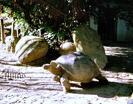 Turtles at the South Carolina zoo.