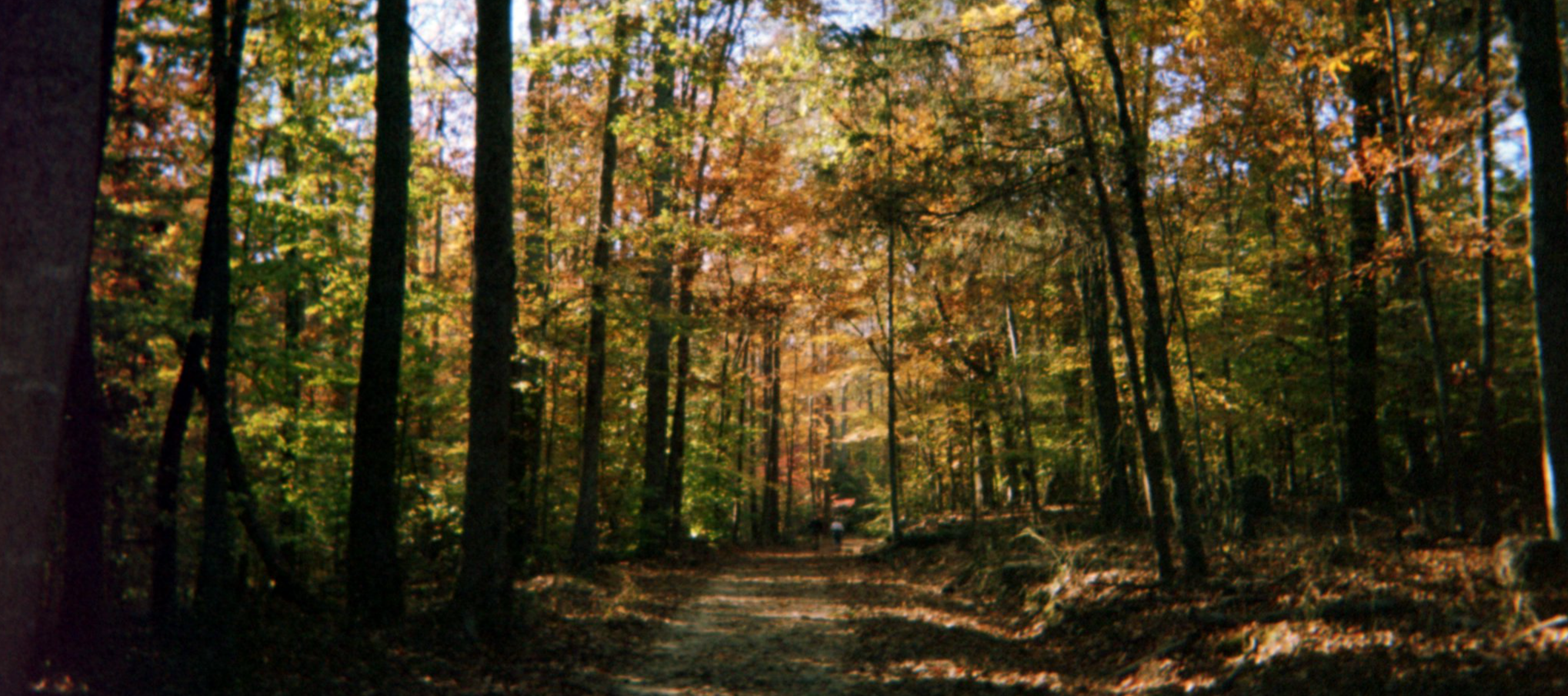 Path in Prince William Forest Park, Virginia.