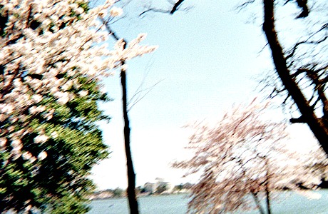 Music-toys-for-kids can be found around the tidal basin in Washington, D.C.
