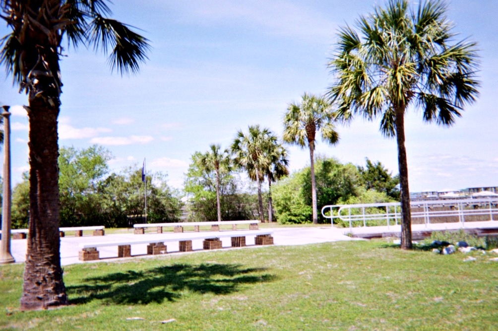 Palmetto trees.